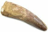 Fossil Spinosaurus Tooth - Real Dinosaur Tooth #381066-1